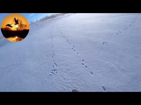 Видео: охота на ПЬЯНОГО ЗАЙЦА)))