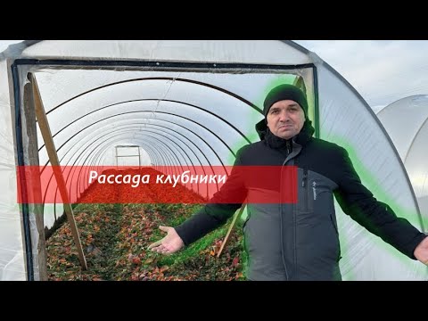 Видео: Мои методы выращивания рассады/2023/