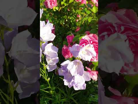 Видео: Розы 2023.