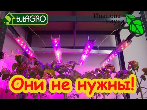 Видео: ФИТОЛАМПЫ НЕ НУЖНЫ: рассада не потянется! Вырастет крепкая рассада! Дёшево и эффективно.