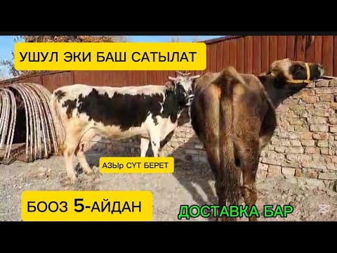 Видео: БООЗ СААН УЙЛАР САТЫЛАТ ЧҮЙ ОБЛУСУ БЕЛОВОДСКИЙДЕ ДОСТАВКА БАР 5-АЙДАН БООЗ КӨРҮҢҮЗ ☎️ ЭЭСИ ЧАЛЫҢЫЗ 