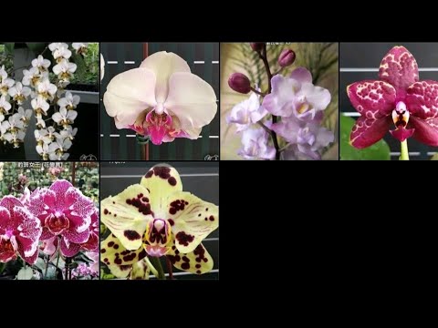 Видео: Распаковка подростков орхидей от компании Орхорай за сентябрь 