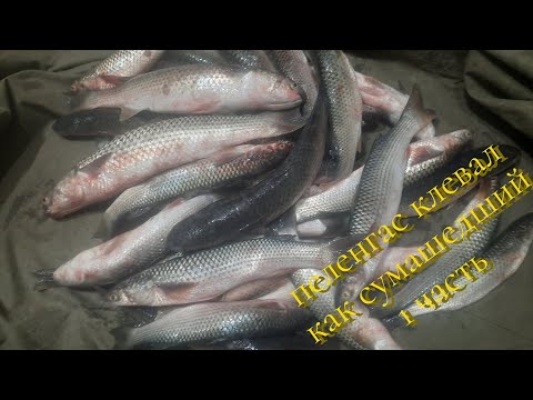 Видео: В этот раз  пеленгас клевал , как сумашедший. Обзор новых снастей, новых шаматов. 1 часть.