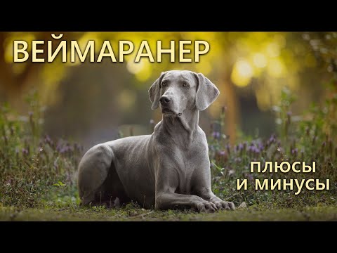 Видео: ВЕЙМАРАНЕР. Плюсы и минусы породы WEIMARANER