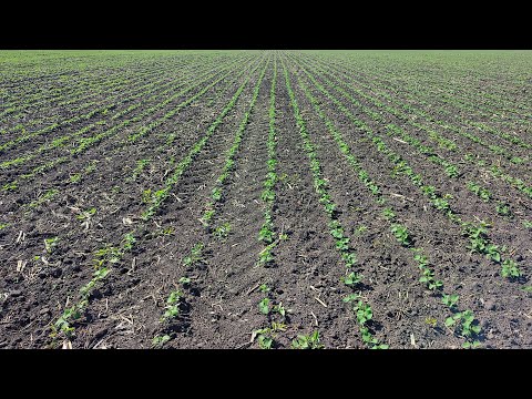 Видео: Соя Ментор, огляд сходів, дія грунтових гербіцидів, 27.05.23