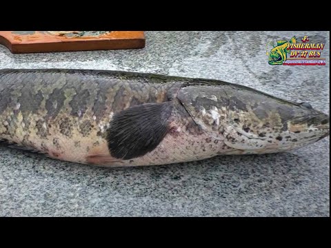 Видео: Вкусное блюдо из рыбы приготовленое на костре в казане, ЗМЕЕГОЛОВ ПО-КИТАЙСКИ!