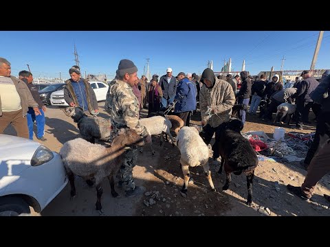 Видео: КУЙ КУЧКАР БОЗОР НАРХЛАРИ ХОРАЗМ БОГОТ 08 10 2025г