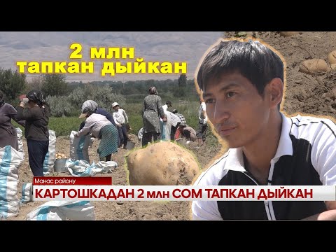 Видео: КАРТОШКАДАН 2 млн СОМ ТАПКАН ДЫЙКАН