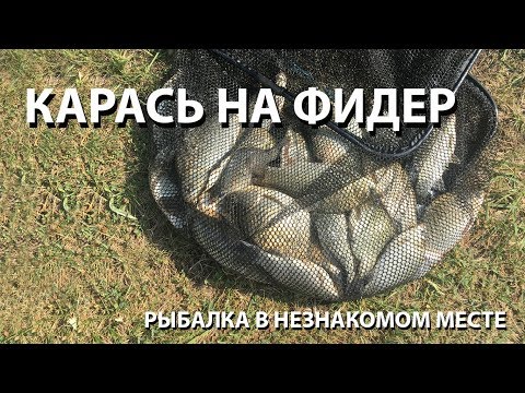 Видео: КАРАСЬ НА ФИДЕР. Рыбалка в незнакомом месте
