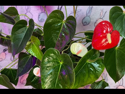 Видео: Антуриум Андреанум (Anthurium Andreanum). Мужское счастье