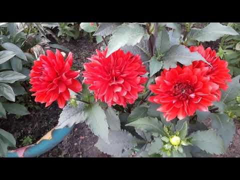 Видео: Мои цветники, огород 14 августа. Обзор сортов овощей которые я сажаю.