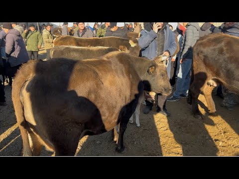 Видео: КАРАВАН МАЛ БАЗАРЫ Соода кызыды ЭЛ КОП ЧЫКТЫ 