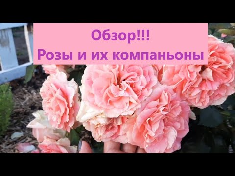 Видео: Розы и их компаньоны. Обзор конца первой и начало второй волны цветения на 22 июля