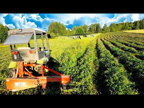 Видео: Кошу клевер на сено роторной косилкой. Жизнь в деревне