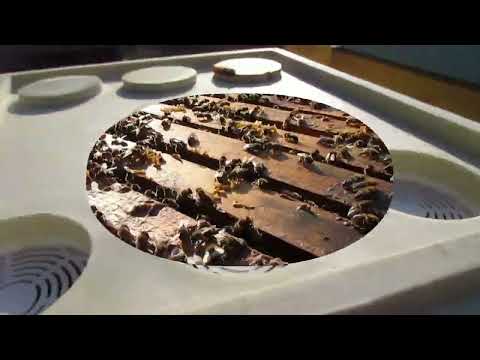 Видео: пчелы показали, что им не нужно летом, открытое сетчатое дно в жаркую погоду - часть 4