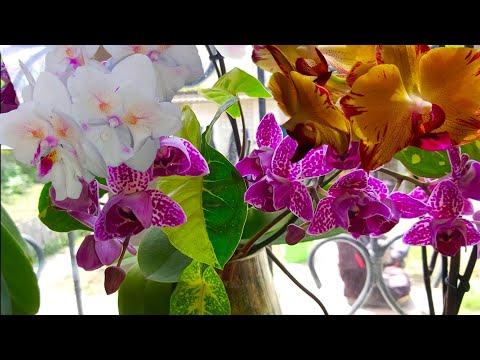 Видео: Орхидеи ДОМА цветут ПОСТОЯННО /Шикарное цветение моих ОРХИДЕЙ 🌸