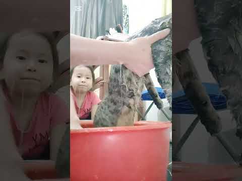 Видео: Мысыкты шомылдыру