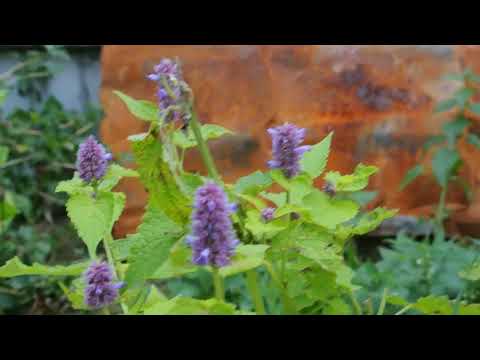 Видео: Лофант анисовый (Lophanthus anisatus), мята горная на садовом участке