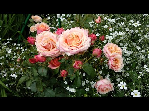 Видео: Что посадить к розам.