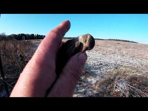 Видео: Выход в поле. Ловля ЩЕГЛОВ Carduelis