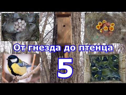 Видео: От гнезда до птенца. Большая синица. Сезон 2024. 5 серия