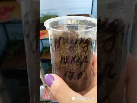 Видео: Моя рассадушка на 26 марта! #огород