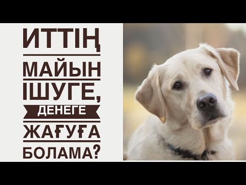 Видео: ИТТІҢ МАЙЫН ІШУГЕ, ДЕНЕГЕ ЖАҒУҒА БОЛАМА? ИТТІҢ МАЙЫ ХАРАМБА?