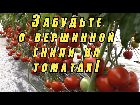 Видео: Как спасти томаты от вершинной гнили- реально работающие советы агронома.