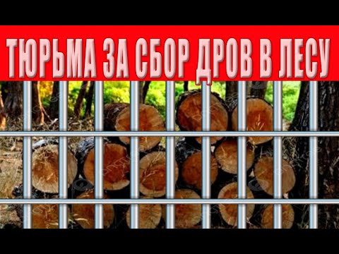 Видео: Можно ли собирать дрова в лесу или лесополосах, в каких случаях штрафуют и на какую сумму?