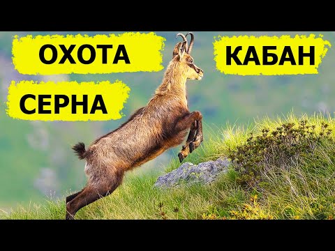 Видео: Кабан, серна, куропатка, витютень. Высокая Охота. (Охотник и рыболов)