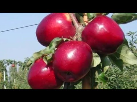 Видео: Карлик алма кирешелуу* бак тиксен ушундай тик