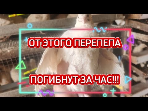 Видео: От этого перепела ПОГИБНУТ за час!😭😭😭 охлаждение пепереплятни, чем я спасаюсь.