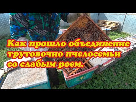 Видео: РЕЗУЛЬТАТ ОБЕДИНЕНИЯ СЕМЬИ ТРУТОВКИ С НЕБОЛЬШОЙ ПЧЕЛОСЕМЬЁЙ, БАНК МАТОК ЭКСПЕРИМЕНТ ЗАКОНЧЕН