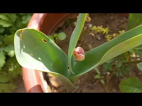 Видео: ГОРТЕНЗИЯ ГУЛЛАРИМ ХАКИДА💐🪷🌹🥀🌺💐🪷🌹🥀🌲🌷🪻🌻🌼🍀☘️🌿🪻🌷⚘️