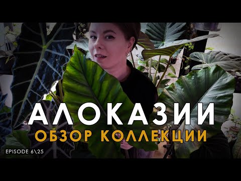 Видео: Вырастила КРУПНОМЕРОВ | Моя коллекция АЛОКАЗИЙ | Обзор коллекции