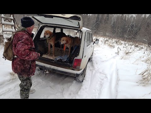 Видео: Охота с Русскими гончими на зайца 10 12 22