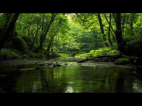 Видео: 🌿 Тихая лесная атмосфера | Тихий шум реки и прекрасное пение птиц