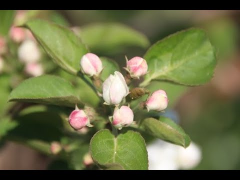 Видео: Какие яблони предпочтительны для Сибири