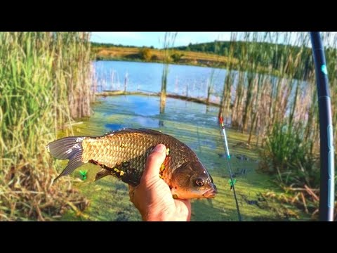 Видео: КАРАСЬ на ПОПЛАВОК . Ловля Карася на р.Горинь . Черв'як чи Перловка?