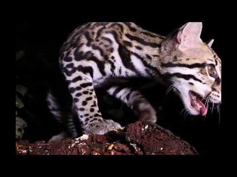 Видео: ТОП-5 Самых приручаемых диких кошек в мире