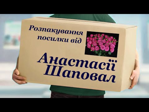 Видео: Розпакування посилки від Анастасії Шаповал. Троянди спреї: Джелато, Марвелоус Баблс, Менсфілд Парк