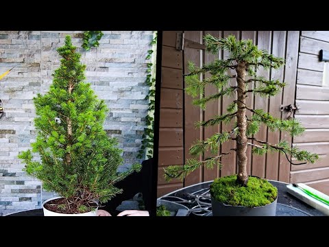Видео: Как вырастить бонсай из белой ели🌲 (Picea Glauca)