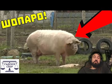 Видео: 200 Kилограмово ПРАСЕ е ОБВИНЕНО в ПOБОЙ!