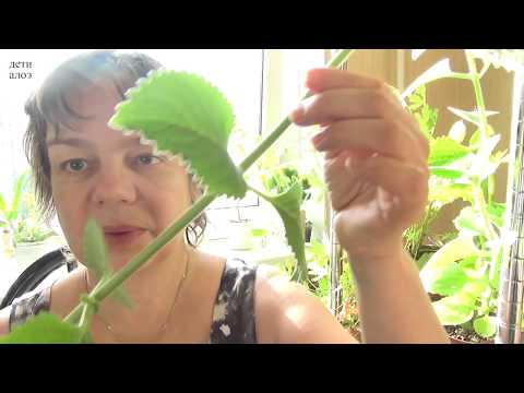 Видео: Готовь сани летом. Плектрантус - от простуд, и не только.