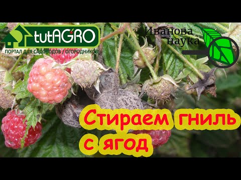 Видео: СПАСИТЕЛИ САДА: убираем гниль с плодов. После этого ни одно растение не заболеет!