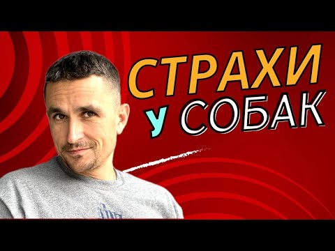 Видео: Страх у собаки
