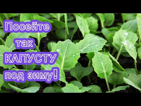 Видео: ПОСЕЙТЕ ТАК КАПУСТУ ПОД ЗИМУ В ГРУНТ! Выращивание капусты без рассады