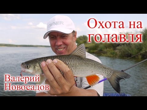 Видео: Ловля голавля на спиннинг: советы эксперта