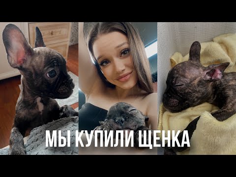 Видео: МЫ ЗАВЕЛИ СОБАКУ🐶первые дни французского бульдога дома