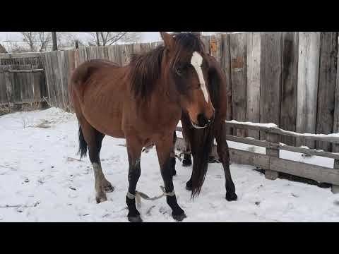 Видео: Құнандар үйге келді#жабағы #horse #жылкылар #құнан #найман